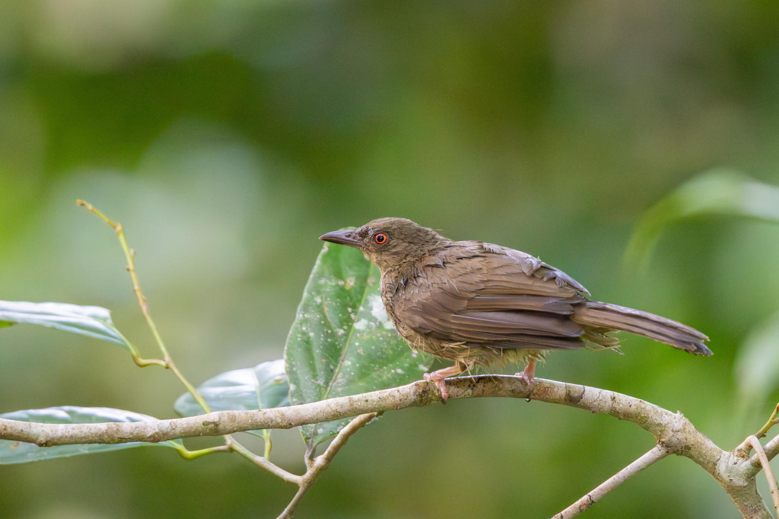 image Red-eyed Bulbul